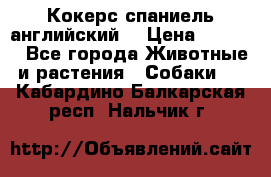 Кокерс спаниель английский  › Цена ­ 4 500 - Все города Животные и растения » Собаки   . Кабардино-Балкарская респ.,Нальчик г.